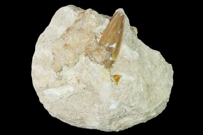 Bargain, Otodus Shark Tooth Fossil in Rock - Eocene #139893